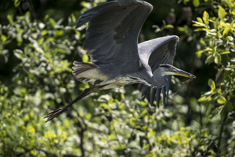 Il cibo dell''Airone